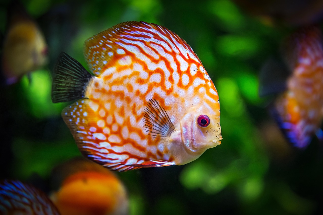 養(yǎng)好七彩神仙魚的訣竅，打造水族箱中的絢麗風(fēng)景